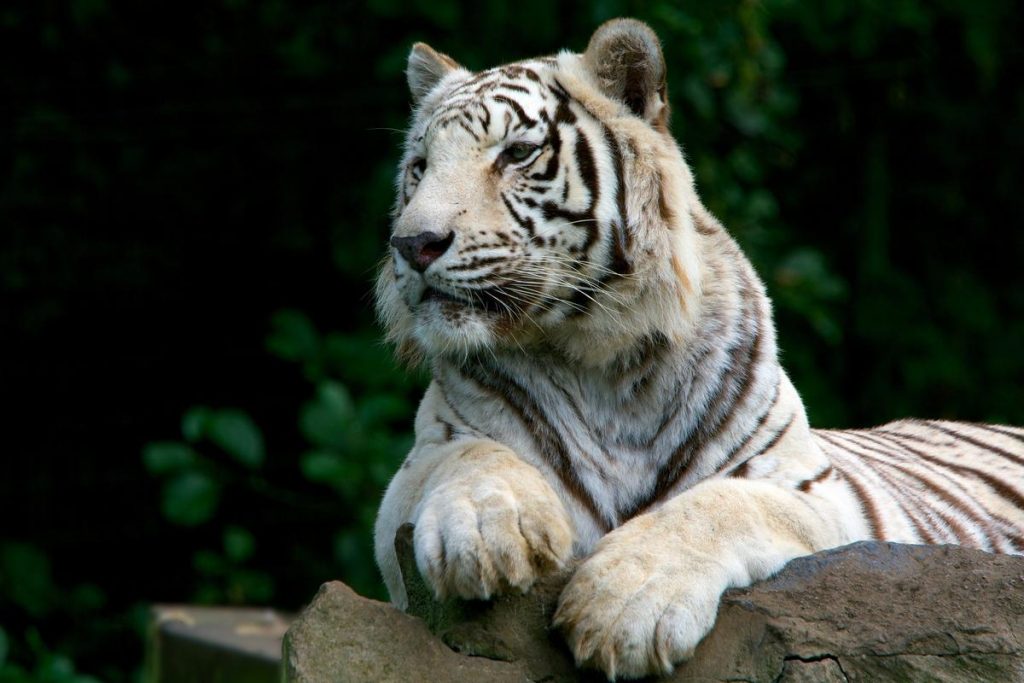 Tygrys biały to w końcu drzewo czy metal? Zależy z jakiej perspektywy na niego spojrzymy.